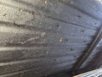 1936 Packard Sedan for sale in Michigan (ID-145458)
