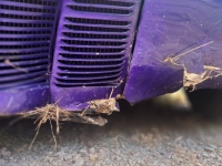1940 Ford Coupe for sale (ID-144544)
