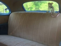 1941 Chevrolet Special Deluxe for sale in Arkansas (ID-41407)