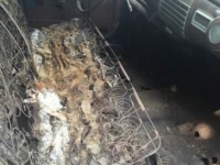 1941 Pontiac Silver Streak for sale (ID-99229)