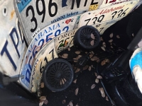 1951 Ford F1 for sale in Michigan (ID-161685)