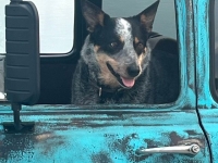1954 GMC Suburban for sale in St James, New York (ID-144015)