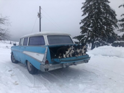 1957 Chevrolet 210 for sale