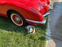 1960 Chevrolet Corvette for sale in Michigan (ID-136662)