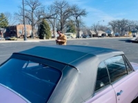1964 Chevrolet Chevelle for sale in Michigan (ID-164559)