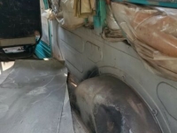 1964 Dodge D100 for sale in Michigan (ID-125352)