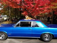 1965 Pontiac GTO for sale in Michigan (ID-114470)