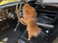 1966 Ford Mustang for sale in Michigan (ID-161441)