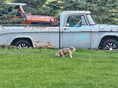 1968 Dodge D150 for sale