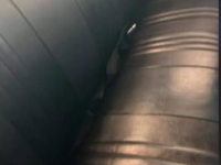 1969 Chevrolet Chevelle for sale in Michigan (ID-155889)