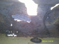 1969 Volkswagen Beetle for sale in Michigan (ID-141783)