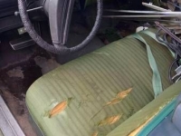 1972 Chevrolet Nova for sale in Michigan (ID-137546)