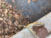 1974 Ford F100 for sale in Michigan (ID-162199)