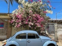 1974 Volkswagen Beetle for sale in Michigan (ID-123758)