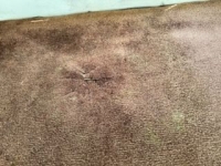 1984 Chevrolet G20 for sale (ID-145930)