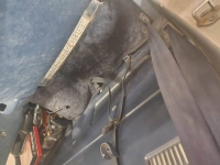 1984 Subaru Brat for sale in Michigan (ID-119765)