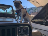 1987 Jeep Wrangler for sale in Michigan (ID-131655)