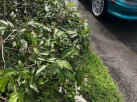1994 Mercury Capri for sale in Michigan (ID-97707)