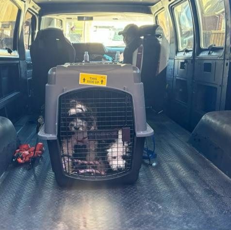 1996 Dodge Van for sale in Michigan (ID-137669)