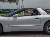 1997 Pontiac Firebird for sale in Riverhead, New York (ID-143395)